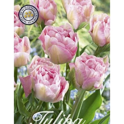 Tulpan Angelique 12-pack